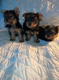 S?sse Mini Yorkshire Terrier Welpen