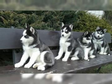 Siberian Husky Welpen zu verkaufen