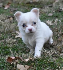 Wundersch?ne 12 Wochen alte Chihuahua We