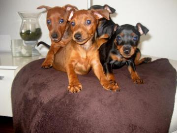 Liebevolles Zwergpinscher Welpen 4 H?ndi