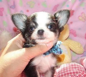 Chihuahua Babys mini fur 100 euro