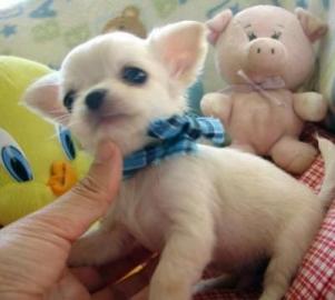 Chihuahua Babys mini fur 100 euro