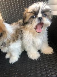 Charmante Babyschlampe Shih Tzu welpen