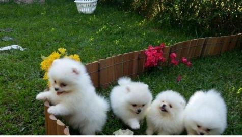 Liebevolles MINI POMERANIAN ZWERGSPITZ B