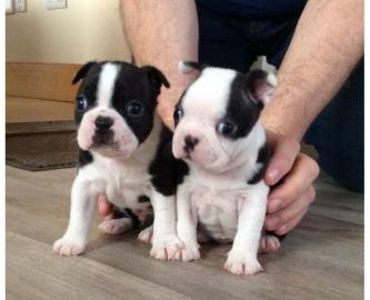 Weihnachten Boston Terrier Welpen mit pa