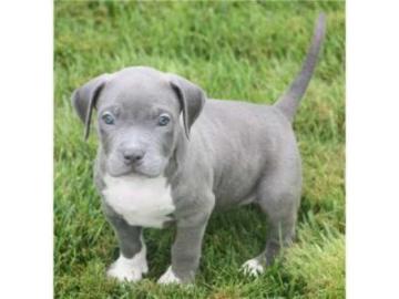 Weihnachten American Blue-Line Pit Bull