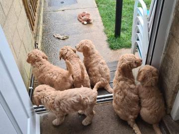 Entz?ckende Labradoodles-Welpen verf?gba