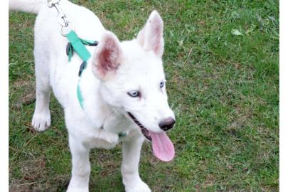 Husky Welpen aus Champion-Verpaarung