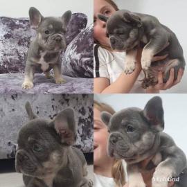 Franz?sische Bulldogge Welpen Blue