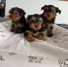 Miniatur Reinrassige Yorkshire Terrier W