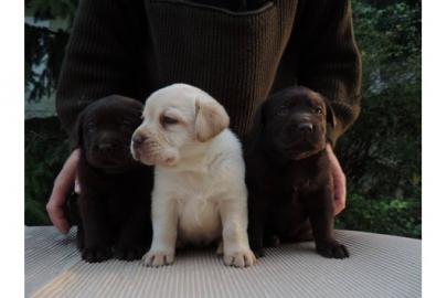 reinrassige Labrador Welpen mit Papieren