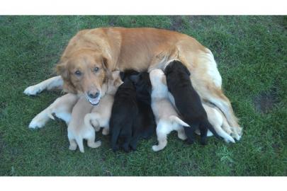 reinrassige Labrador Welpen mit Papieren