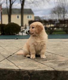 Entzckende golden retriever-Welpen fr