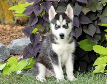 Perfekte Siberian Husky Welpen mit Stamm