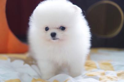 Mini Zwergspitz Pomeranian