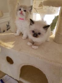 Full Pedigree Ragdoll Kitten