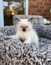 Full Pedigree Ragdoll Kitten