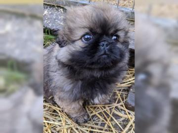 KNUFFIGE PEKINESE WELPEN ZU VERKAUFEN