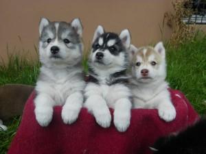 Siberian Husky Welpen Sibirische Huskyw