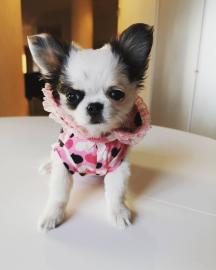 Mini Chihuahua welpen Babys fur 250