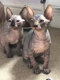 Sphynx Sphynx Ktzchen se Super