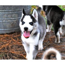 Siberian Husky Welpen mit papieren whats