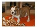 Super se reinrassige english bulldogge