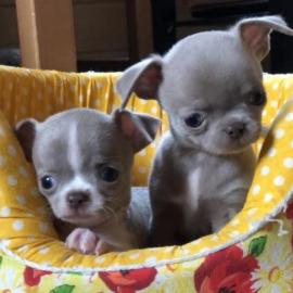 MINI chihuahua-WHATSAPP:+4368120926227