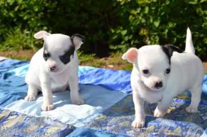 Reinrassige Chihuahua Welpen mit Ahnenta