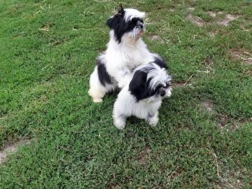 Reinrassige Shi Tzu Welpen