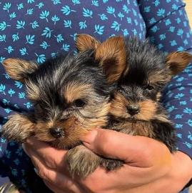 S?sse Mini Yorkshire Terrier Welpen What