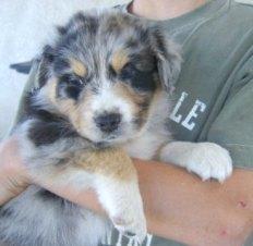 Weihnachten Australian Shepherd Babys mi