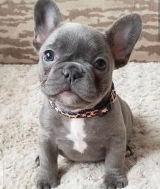 Cute French Bulldog puppies