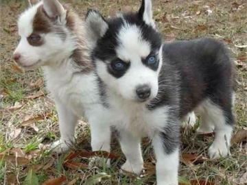 W?ndersch?ne Siberian Husky Welpen