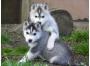 Siberian Husky Welpen mit papieren