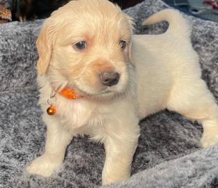 Gut ausgebildete Golden Retriever-Welpen