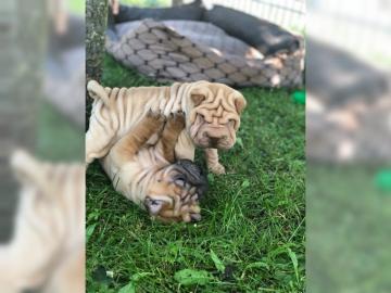 Reinrassige Shar Pei Welpen