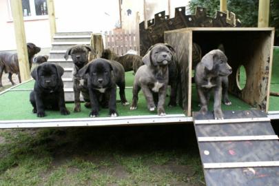 Dogo Canario Welpen  mit VDH/FCI Papiere