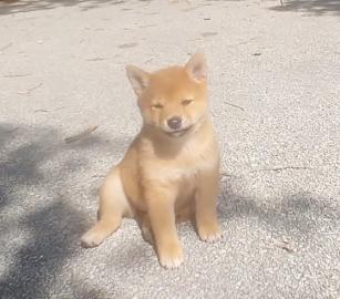 Shiba Inu Welpen