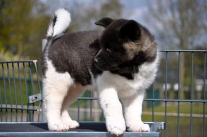 Schne American Akita Welpen