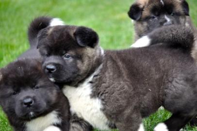 Schne American Akita Welpen