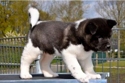 Schne American Akita Welpen