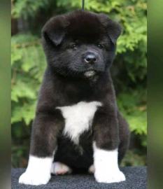 Erhltlich Akita Inu welpen 4 Jungs und