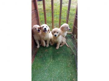 Golden Retriever Welpen