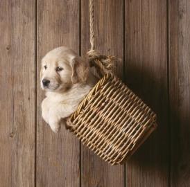 Golden Retriever Welpen