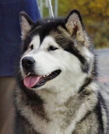 Alaskan Malamute Reinrassige Welpen