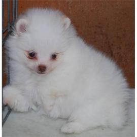 Mini Pomeranian-WHATSAPP: +436767862316