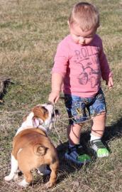 english bulldog puppy