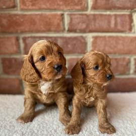 Cavapoo-Welpen verstehen