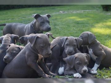 Reinrassige Pitbull welpen von kr?ftigen